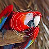 R12 Macaw