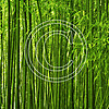 R16 Bamboo Forest 8x8 Paper