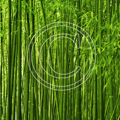 R16 Bamboo Forest
