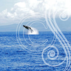 S02 Whale Breach 8x8 Paper
