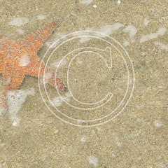 Y11 Starfish on Sand