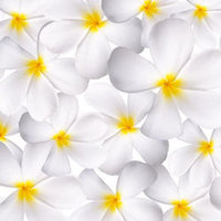 C05 Plumeria Lovely White