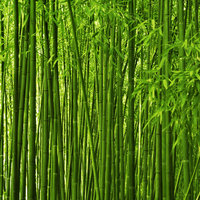 R16 Bamboo Forest