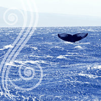 S01 Whale Fluke 8x8 Paper
