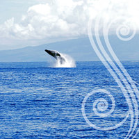 S02 Whale Breach 8x8 Paper