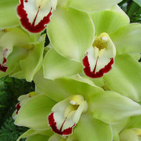 E17 Green Orchid Cluster