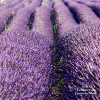 P13 Lavender Farm 8x8 Paper
