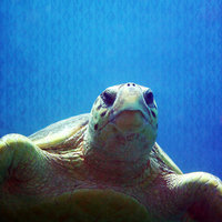 Y12 Big Hawaii Turtle